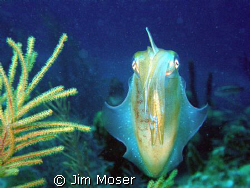 A Squid stopped and posed for me unexpectedly. taken with... by Jim Moser 